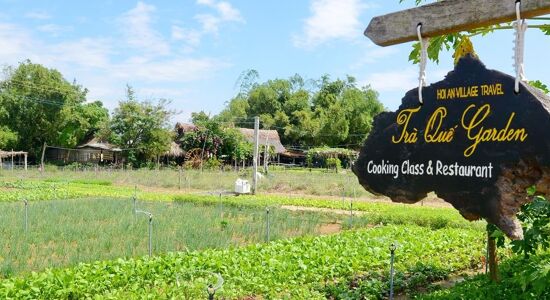 Green fields of Tra Que Village for a vibrant Tra Que Tours banner with Legend Travel Group.